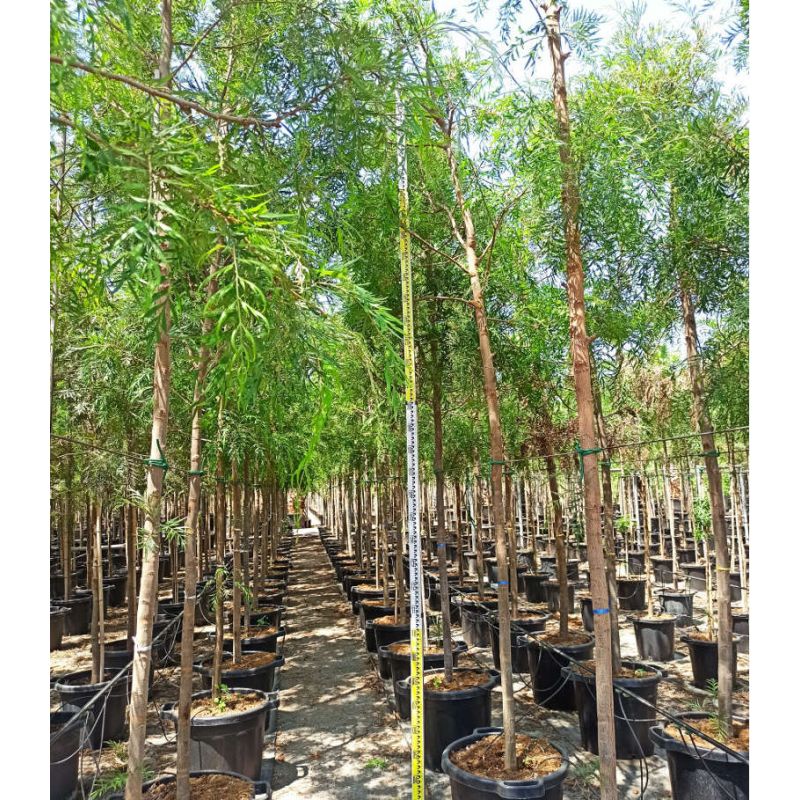 Grevillea robusta SPECIMEN