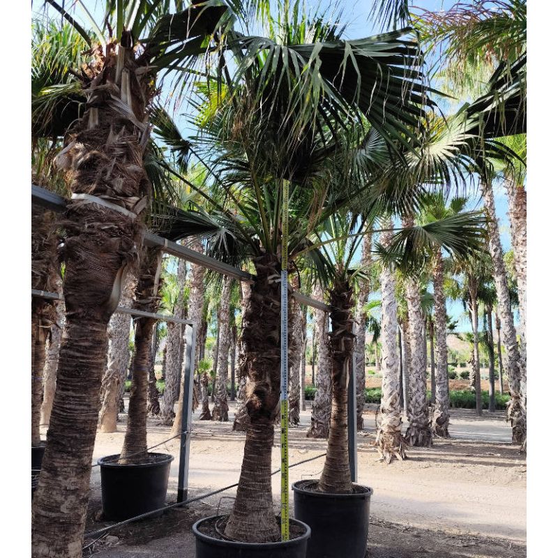 Livistona chinensis (palmier éventail chinois) SPÉCIMEN