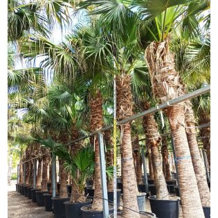 Livistona chinensis (palmier éventail chinois) SPÉCIMEN