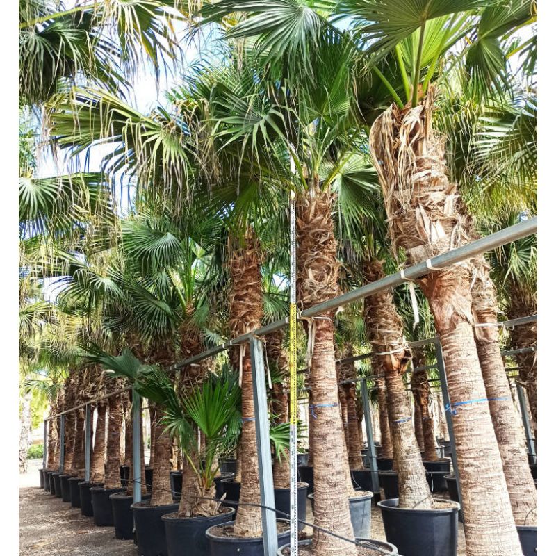 Livistona chinensis (palmier éventail chinois) SPÉCIMEN