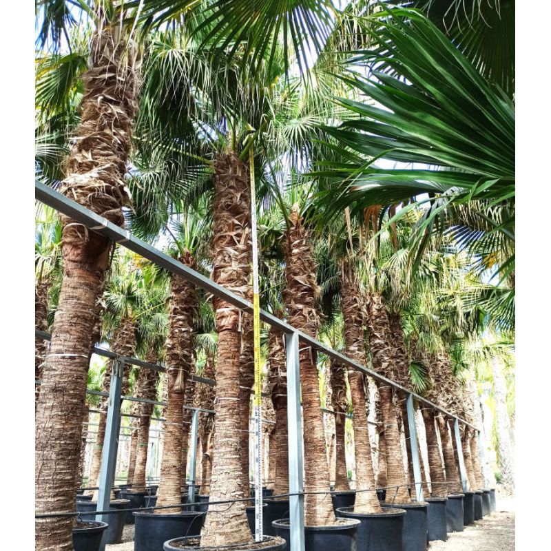 Livistona chinensis (palmier éventail chinois) SPÉCIMEN