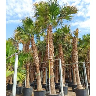 Livistona chinensis (palmier éventail chinois) SPÉCIMEN