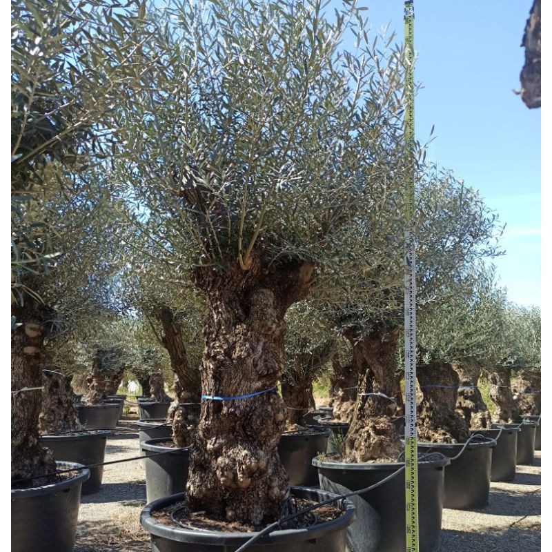 Olea europaea (Oliviers) Specimen & centenaire/millénaire