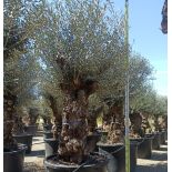 Olea europaea (Oliviers) Specimen & centenaire/millénaire