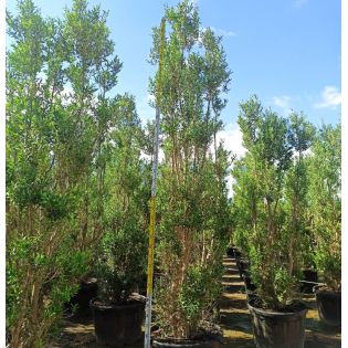 Olea europaea (Oliviers) Cipressino