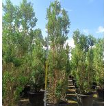 Olea europaea (Oliviers) Cipressino