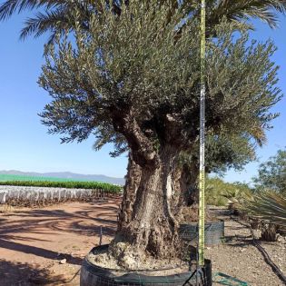 Olea europaea Lechin / Gordal (Oliviers) centenaire