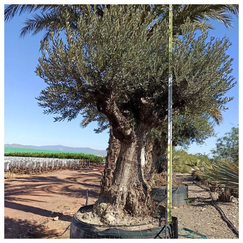 Olea europaea Lechin / Gordal (Oliviers) centenaire