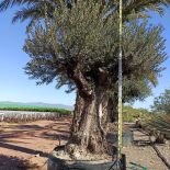 Olea europaea Lechin / Gordal (Oliviers) centenaire