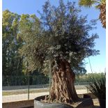 Olea europaea (Oliviers) Millénaire RARE