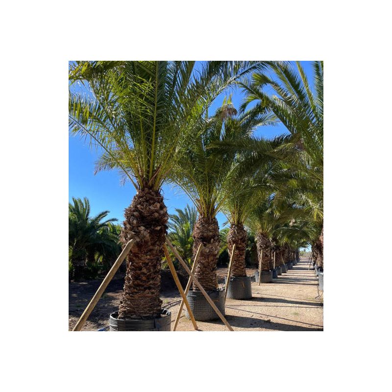 Phoenix canariensis SPECIMEN (dattier des canaris)