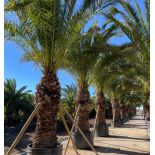 Phoenix canariensis SPECIMEN (dattier des canaris)