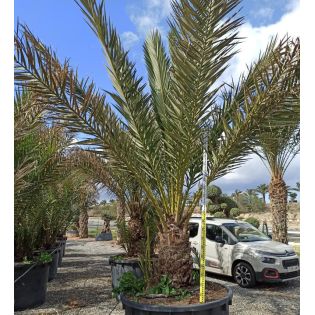 Phoenix dactylifera SPECIMEN (Véritable dattier)
