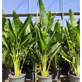 Ravenala madagascariensis Specimen (Arbre du voyageur)