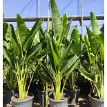 Ravenala madagascariensis Specimen (Arbre du voyageur)