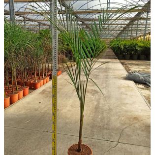 Roystonea regia (Palmier royal de Cuba)