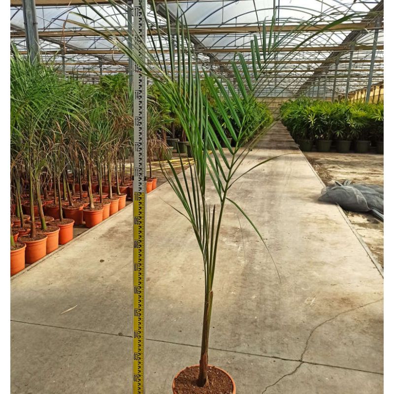 Roystonea regia (Palmier royal de Cuba)