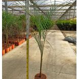 Roystonea regia (Palmier royal de Cuba)