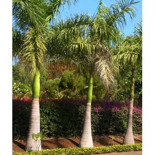 Roystonea regia (Palmier royal de Cuba)