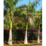 Roystonea regia (Palmier royal de Cuba)