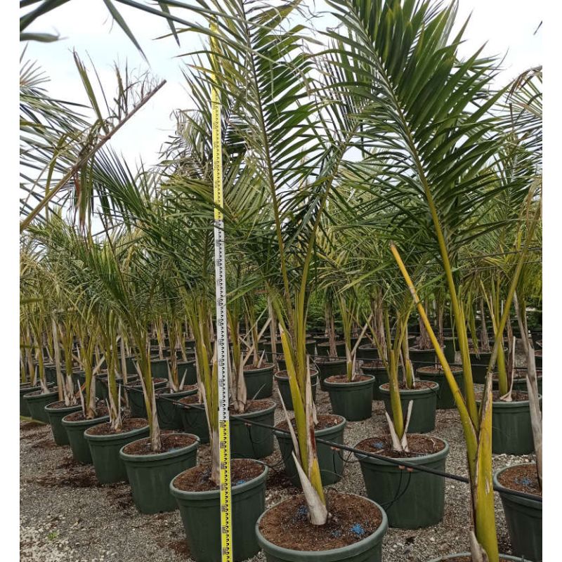 Roystonea regia (Palmier royal de Cuba) SPÉCIMEN