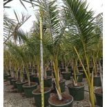 Roystonea regia (Palmier royal de Cuba) SPÉCIMEN