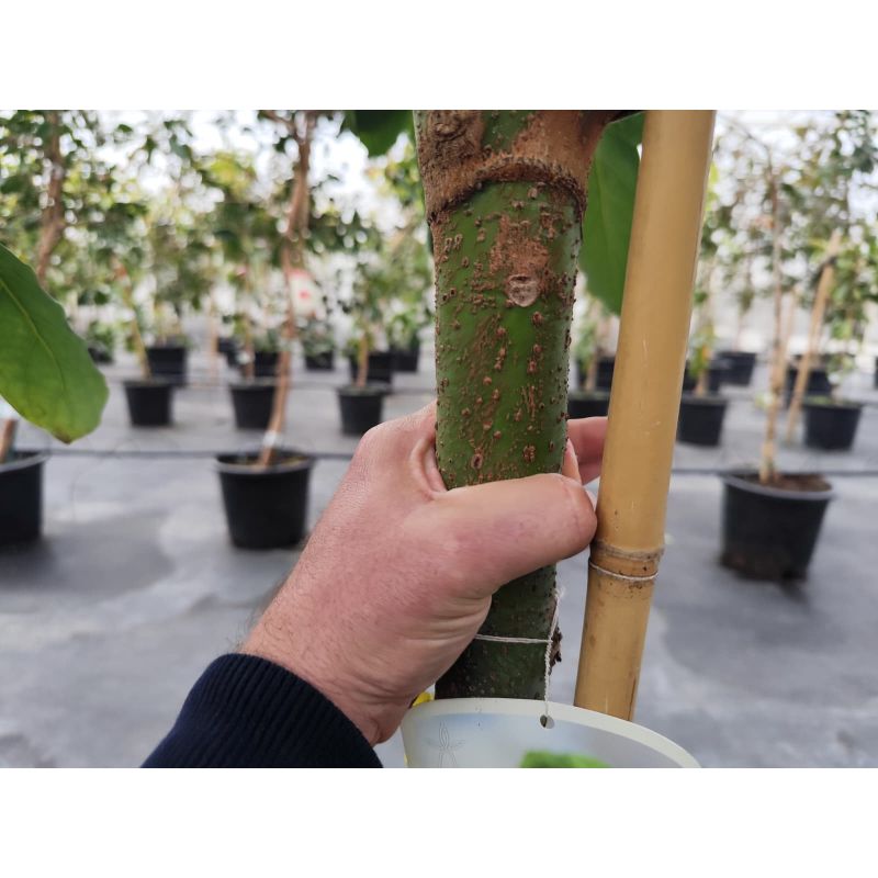 Avocatier : Persea americana var. Hass ADULTE (De greffe)