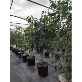 Avocatier : Persea americana var. Hass ADULTE (De greffe)