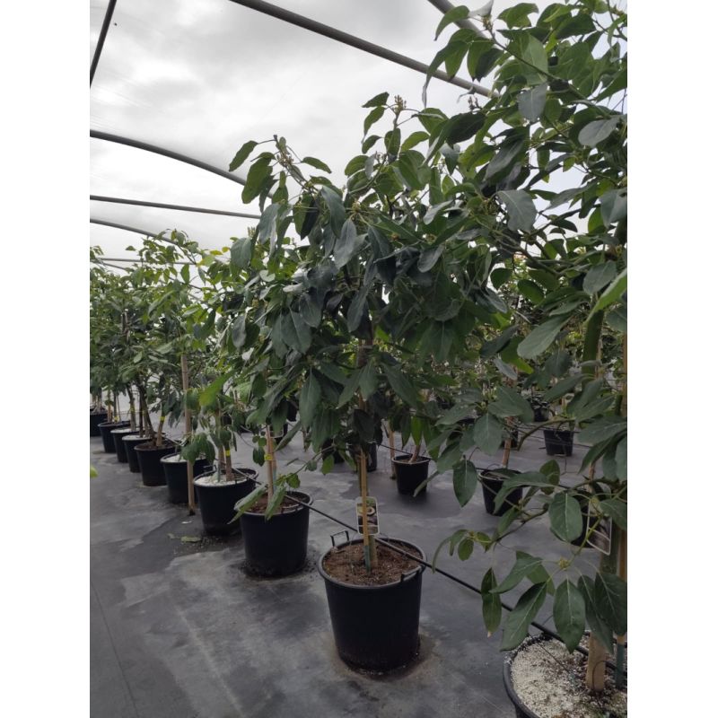 Avocatier : Persea americana var. Hass ADULTE (De greffe)