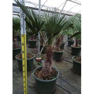Trachycarpus wagnerianus (Palmier de chusan, Palmier moulin à vent)