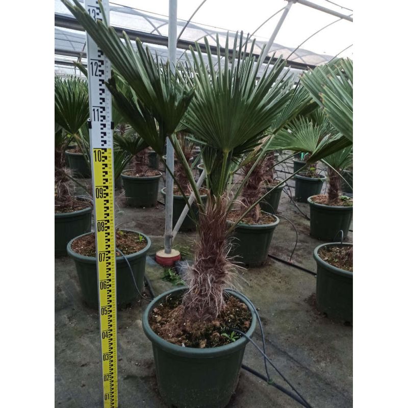 Trachycarpus wagnerianus (Palmier de chusan, Palmier moulin à vent)