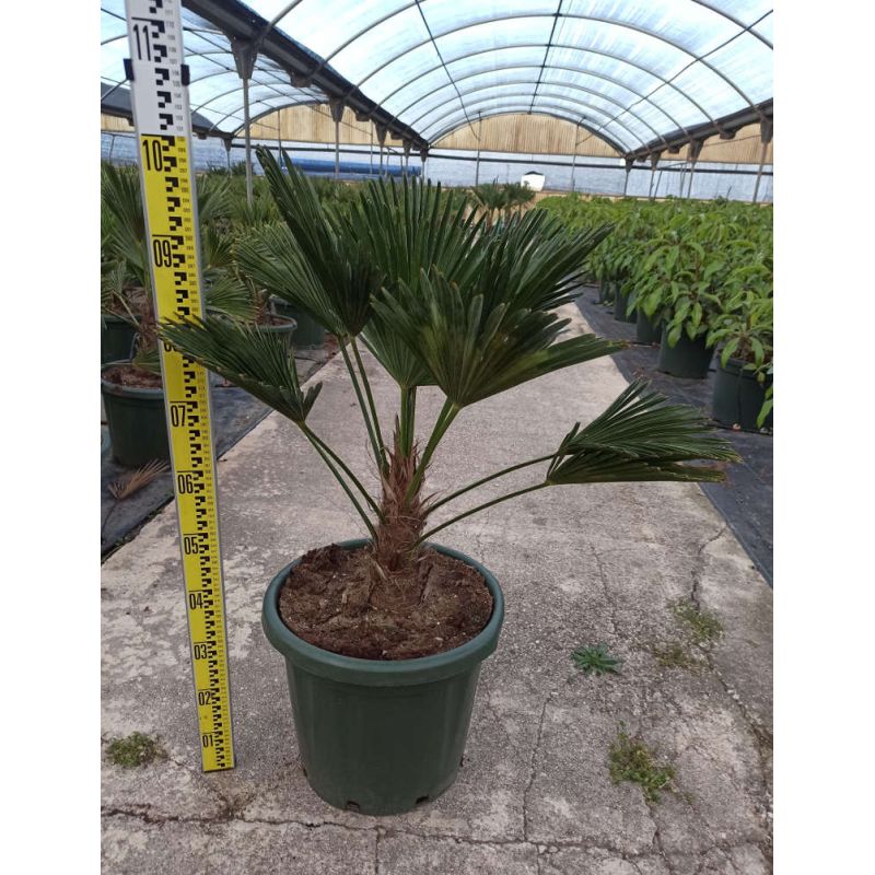 Trachycarpus wagnerianus SPECIMEN GRANDE TAILLE (Palmier de chusan, Palmier moulin à vent)