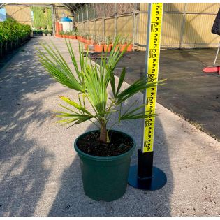 Trachycarpus fortunei (palmier chanvre, palmier moulin à vent)