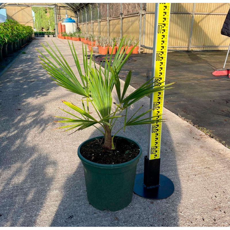 Trachycarpus fortunei (palmier chanvre, palmier moulin à vent)