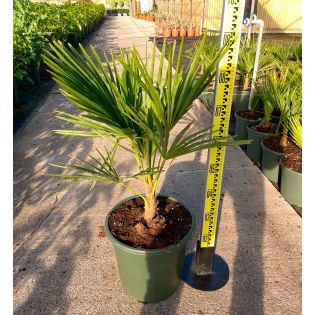 Trachycarpus fortunei (palmier chanvre, palmier moulin à vent)