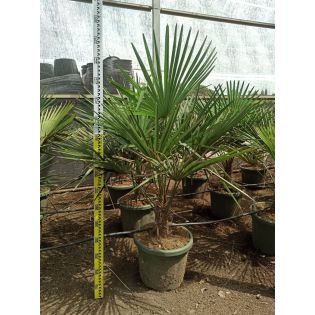 Trachycarpus fortunei (palmier chanvre, palmier moulin à vent)