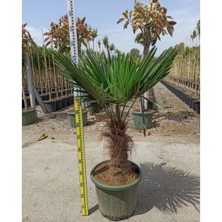 Trachycarpus fortunei (palmier chanvre, palmier moulin à vent)