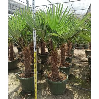 Trachycarpus fortunei SPECIMEN GRANDE TAILLE (palmier chanvre, palmier moulin à vent)