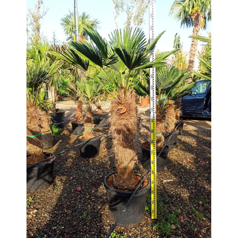 Kit Trachycarpus wagnerianus – Bosquet de palmiers en 3 tailles