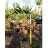 Kit Trachycarpus wagnerianus – Bosquet de palmiers en 3 tailles