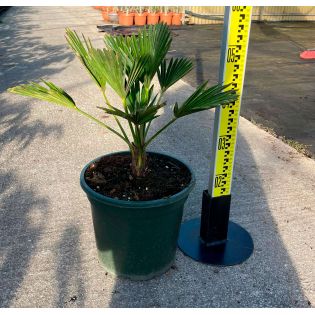 Kit Trachycarpus wagnerianus – Bosquet de palmiers en 3 tailles