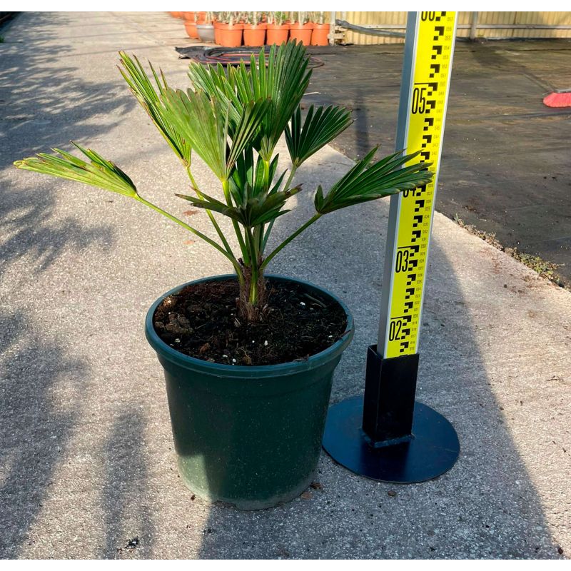 Kit Trachycarpus wagnerianus – Bosquet de palmiers en 3 tailles