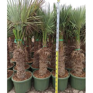 Kit Trachycarpus fortunei – 3 tailles pour un bosquet exotique