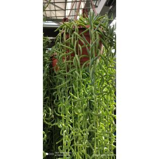 Curio hybride ‘String twist