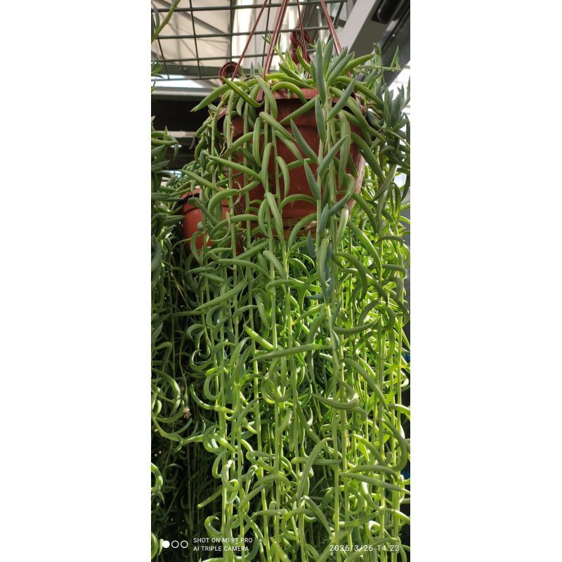 Curio hybride ‘String twist