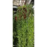 Curio hybride ‘String twist