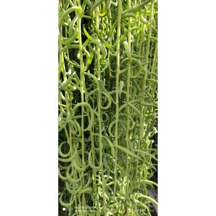 Curio hybride ‘String twist