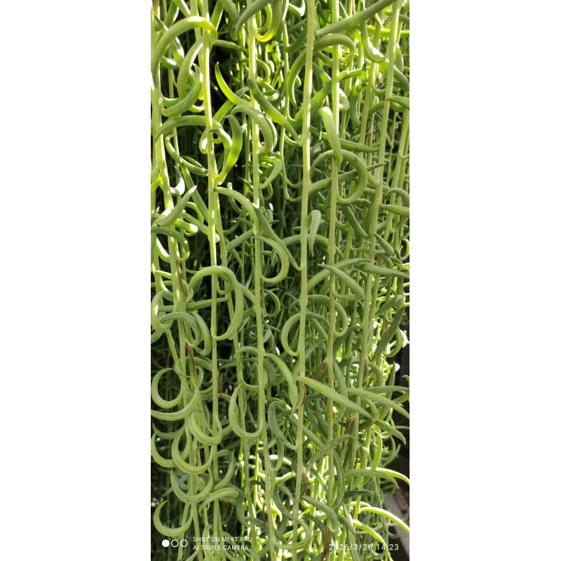 Curio hybride ‘String twist