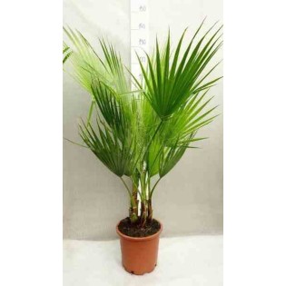 Washingtonia Robusta (Palmier éventail)