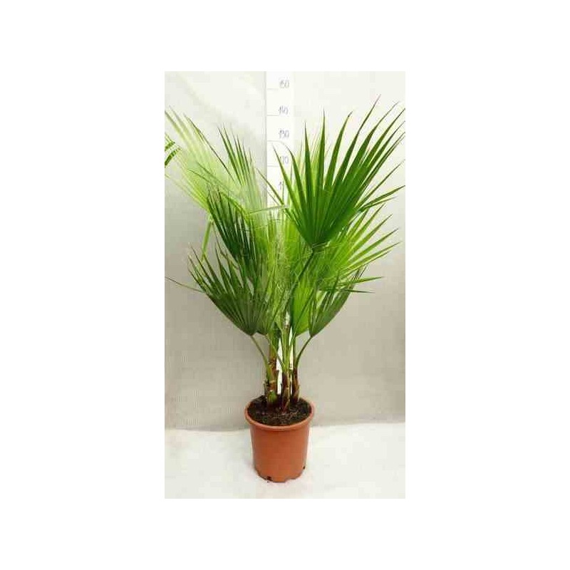 Washingtonia Robusta (Palmier éventail)
